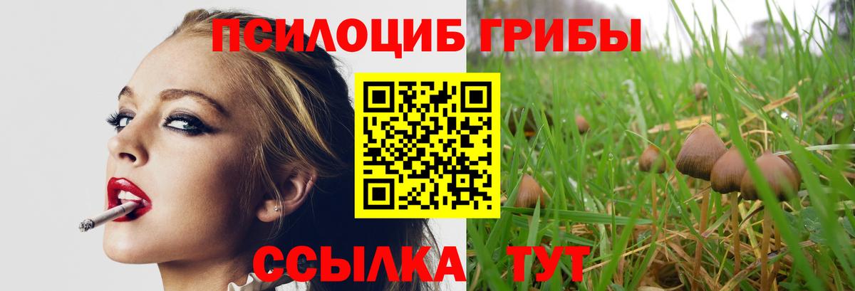Галлюциногенные грибы Psilocybe Усть-Илимск